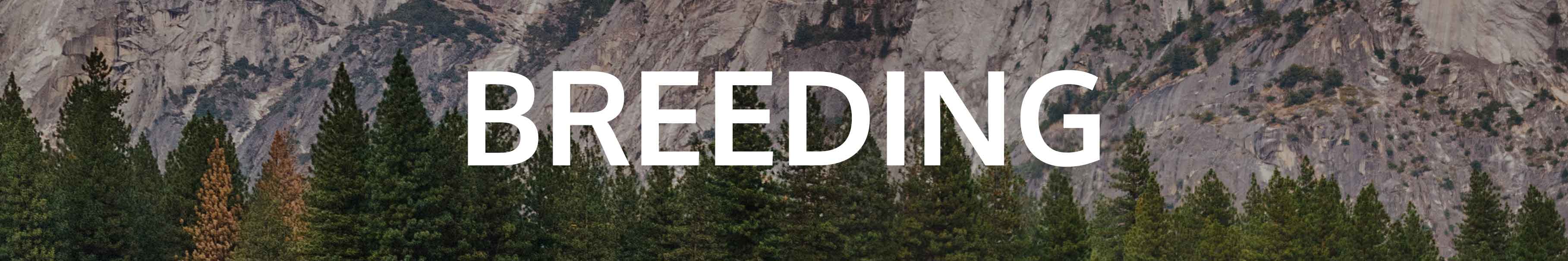 Subheading for Breeding