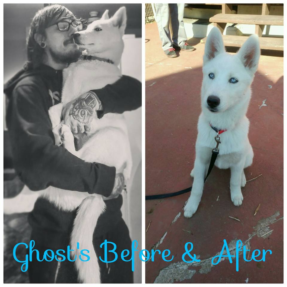 Images of puppy Ghost