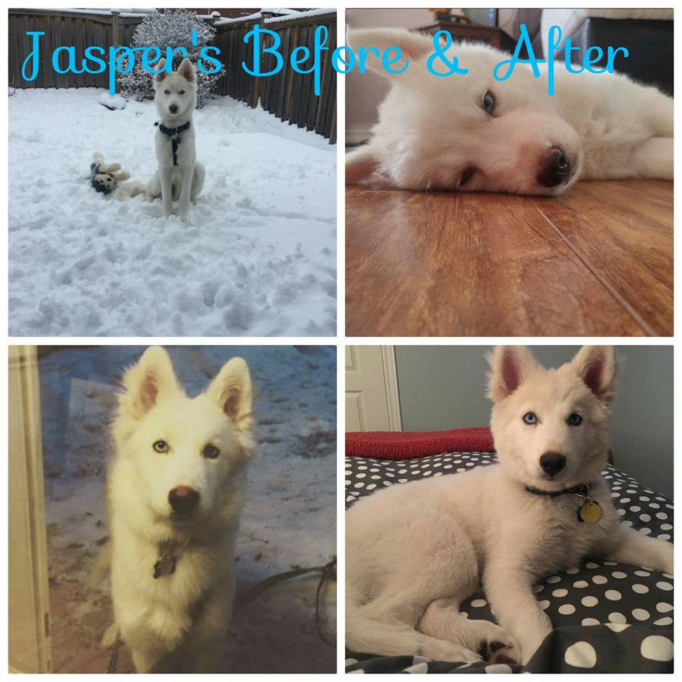 Images of puppy Jasper