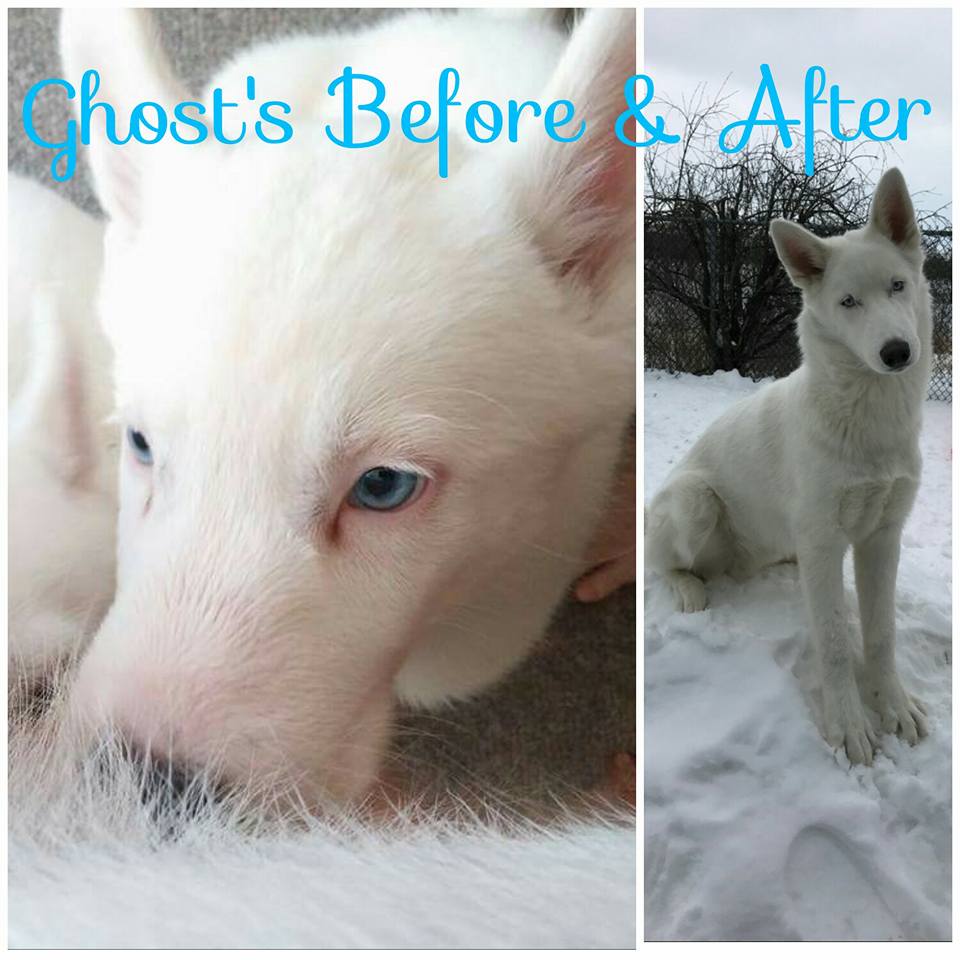 Images of puppy Ghost