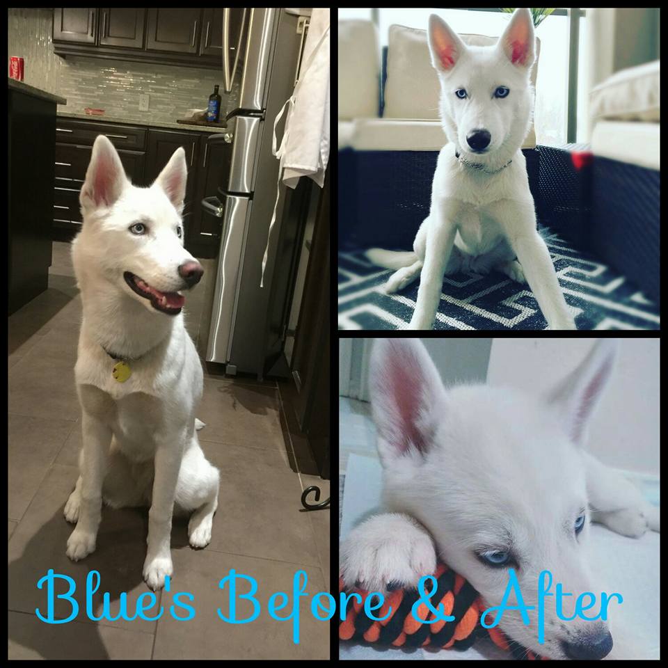Images of puppy Blue
