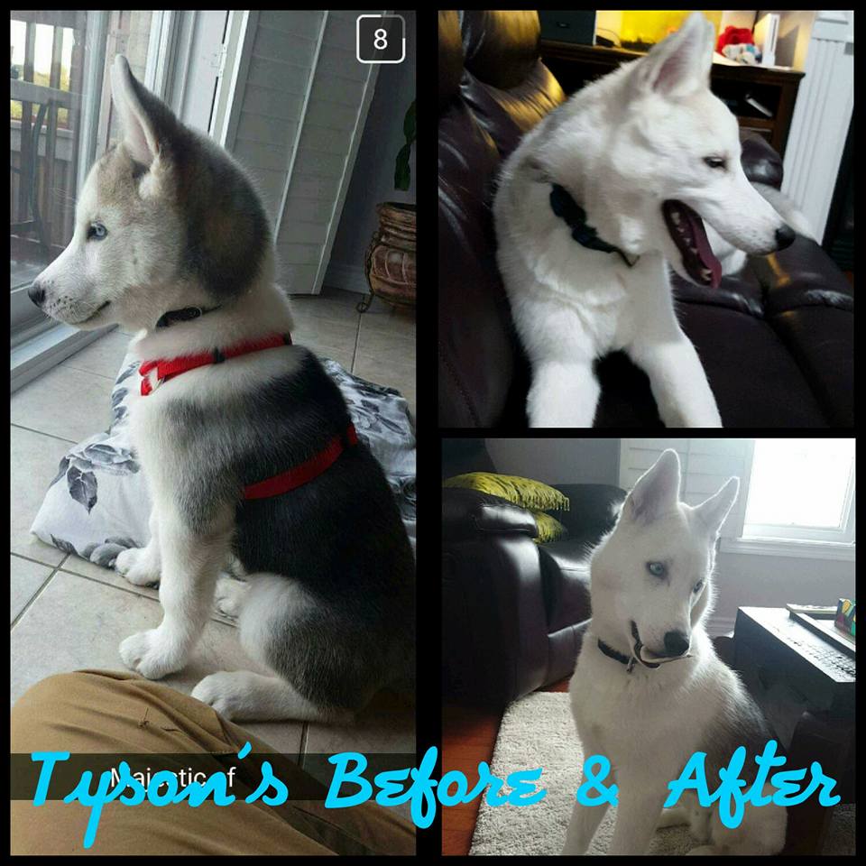 Images of puppy Tyson